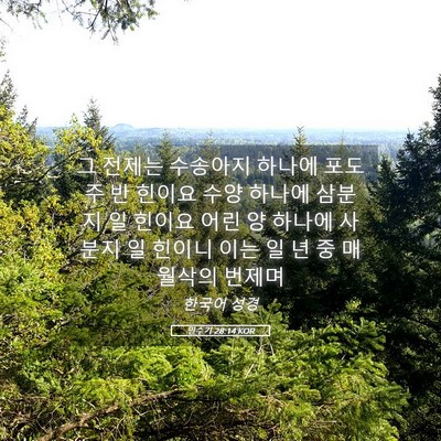 Picture 05 - 민수기 28:14 KOR - 그 전제는 수송아지 하나에 포도주 - Bible Verse Picture