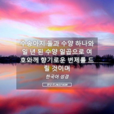 Picture 05 - 민수기 28:27 KOR - 수송아지 둘과 수양 하나와 일 년 된 - Bible Verse Picture