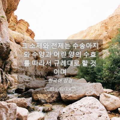 Picture 05 - 민수기 29:21 KOR - 그 소제와 전제는 수송아지와 수양과 - Bible Verse Picture