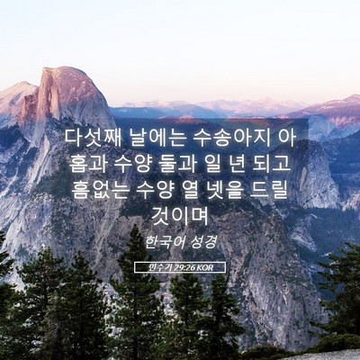 Picture 05 - 민수기 29:26 KOR - 다섯째 날에는 수송아지 아홉과 수양 - Bible Verse Picture