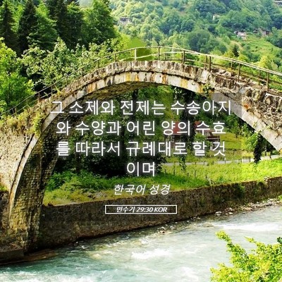 Picture 05 - 민수기 29:30 KOR - 그 소제와 전제는 수송아지와 수양과 - Bible Verse Picture