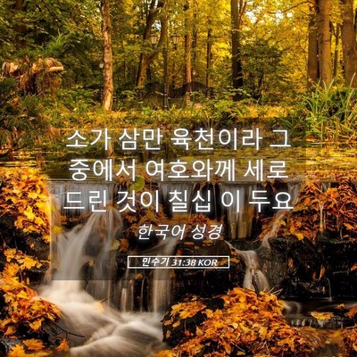 Picture 05 - 민수기 31:38 KOR - 소가 삼만 육천이라 그 중에서 - Bible Verse Picture