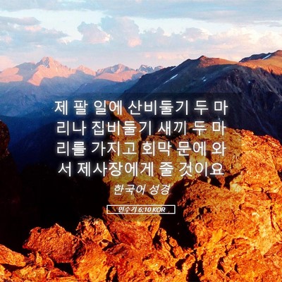 Picture 05 - 민수기 6:10 KOR - 제 팔 일에 산비둘기 두 마리나 - Bible Verse Picture