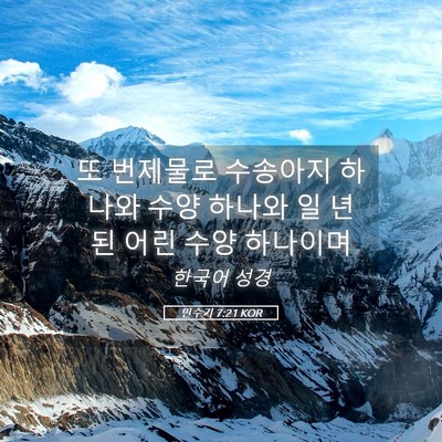 Picture 05 - 민수기 7:21 KOR - 또 번제물로 수송아지 하나와 수양 - Bible Verse Picture