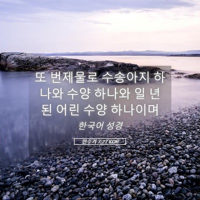 Picture 05 - 민수기 7:27 KOR - 또 번제물로 수송아지 하나와 수양 - Bible Verse Picture