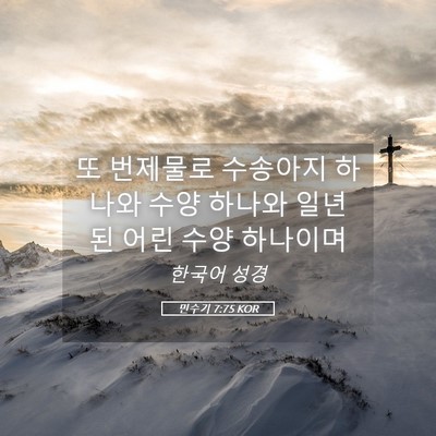 Picture 05 - 민수기 7:75 KOR - 또 번제물로 수송아지 하나와 수양 - Bible Verse Picture