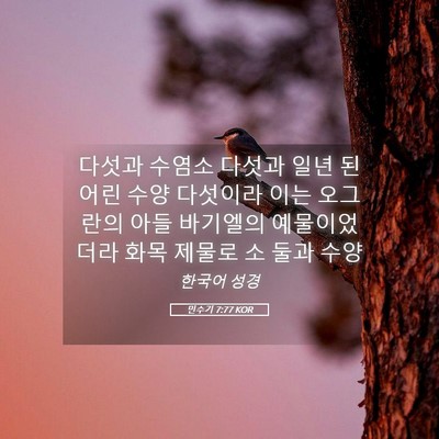 Picture 05 - 민수기 7:77 KOR - 다섯과 수염소 다섯과 일년 된 어린 - Bible Verse Picture