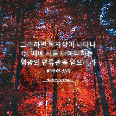 Picture 05 - 베드로전서 5:4 KOR - 그리하면 목자장이 나타나실 때에 - Bible Verse Picture
