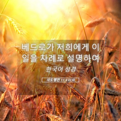 Picture 05 - 사도행전 11:4 KOR - 베드로가 저희에게 이 일을 차례로 - Bible Verse Picture