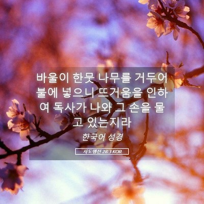 Picture 05 - 사도행전 28:3 KOR - 바울이 한뭇 나무를 거두어 불에 - Bible Verse Picture