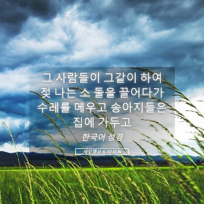 Picture 05 - 사무엘상 6:10 KOR - 그 사람들이 그같이 하여 젖 나는 소 - Bible Verse Picture