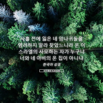 Picture 05 - 사무엘상 9:20 KOR - 사흘 전에 잃은 네 암나귀들을 - Bible Verse Picture