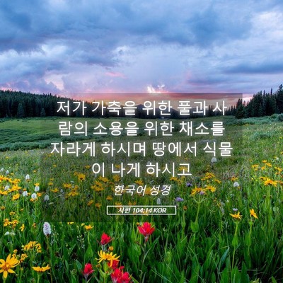 Picture 05 - 시편 104:14 KOR - 저가 가축을 위한 풀과 사람의 - Bible Verse Picture