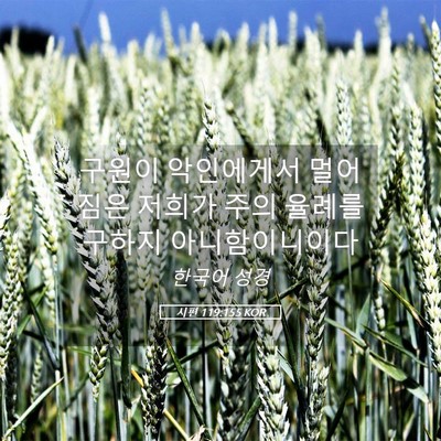 Picture 05 - 시편 119:155 KOR - 구원이 악인에게서 멀어짐은 저희가 - Bible Verse Picture