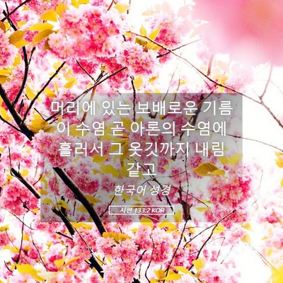 Picture 05 - 시편 133:2 KOR - 머리에 있는 보배로운 기름이 수염 - Bible Verse Picture