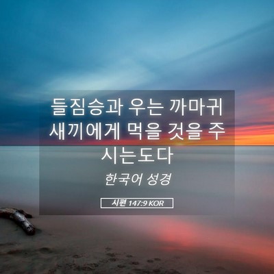 Picture 05 - 시편 147:9 KOR - 들짐승과 우는 까마귀 새끼에게 먹을 - Bible Verse Picture