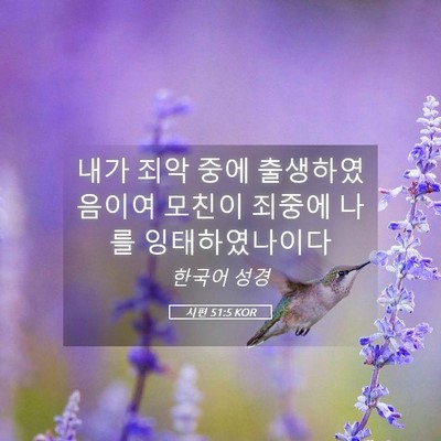 Picture 05 - 시편 51:5 KOR - 내가 죄악 중에 출생하였음이여 - Bible Verse Picture
