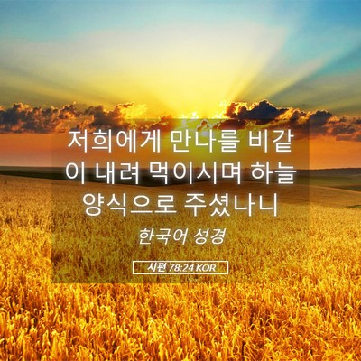 Picture 05 - 시편 78:24 KOR - 저희에게 만나를 비같이 내려 - Bible Verse Picture