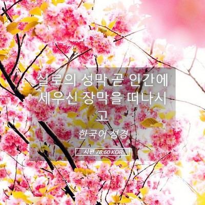 Picture 05 - 시편 78:60 KOR - 실로의 성막 곧 인간에 세우신 - Bible Verse Picture