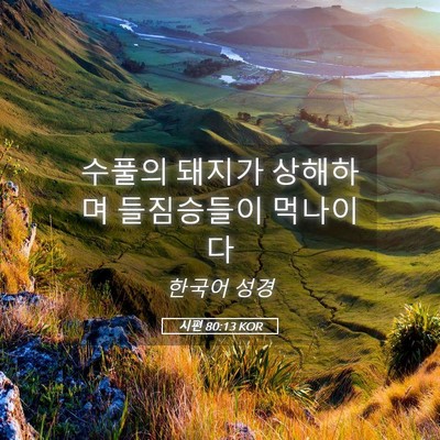 Picture 05 - 시편 80:13 KOR - 수풀의 돼지가 상해하며 들짐승들이 - Bible Verse Picture
