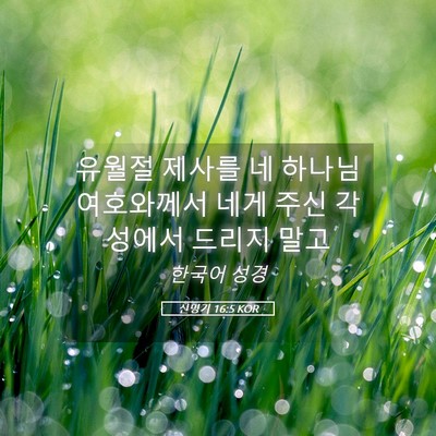 Picture 05 - 신명기 16:5 KOR - 유월절 제사를 네 하나님 여호와께서 - Bible Verse Picture