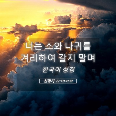 Picture 05 - 신명기 22:10 KOR - 너는 소와 나귀를 겨리하여 갈지 - Bible Verse Picture