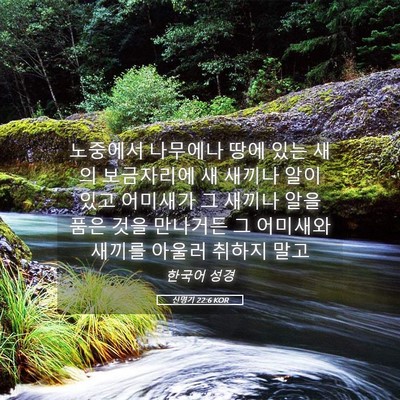 Picture 05 - 신명기 22:6 KOR - 노중에서 나무에나 땅에 있는 새의 - Bible Verse Picture