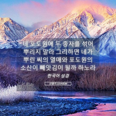 Picture 05 - 신명기 22:9 KOR - 네 포도원에 두 종자를 섞어 뿌리지 - Bible Verse Picture