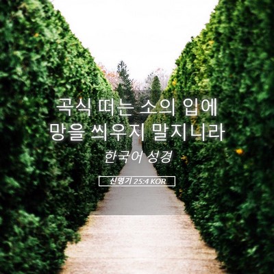 Picture 05 - 신명기 25:4 KOR - 곡식 떠는 소의 입에 망을 씌우지 - Bible Verse Picture