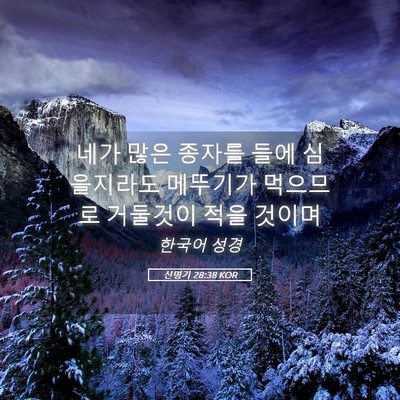 Picture 05 - 신명기 28:38 KOR - 네가 많은 종자를 들에 심을지라도 - Bible Verse Picture