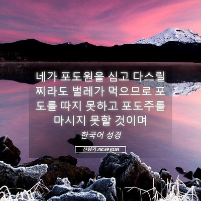 Picture 05 - 신명기 28:39 KOR - 네가 포도원을 심고 다스릴찌라도 - Bible Verse Picture