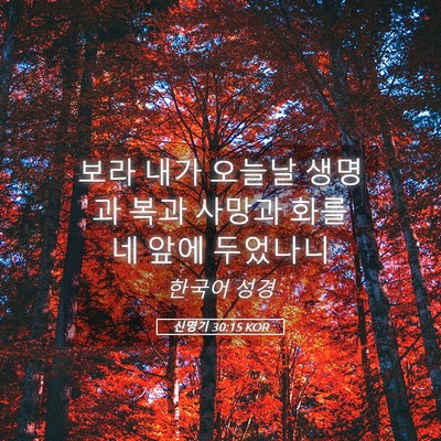 Picture 05 - 신명기 30:15 KOR - 보라 내가 오늘날 생명과 복과 - Bible Verse Picture