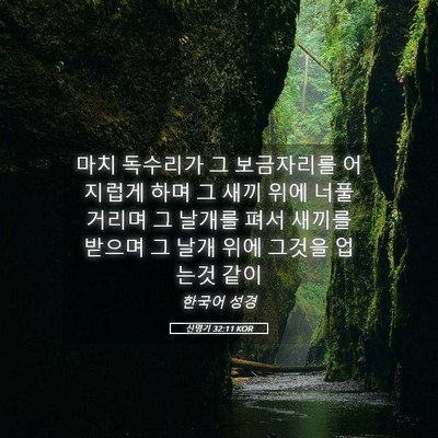 Picture 05 - 신명기 32:11 KOR - 마치 독수리가 그 보금자리를 - Bible Verse Picture
