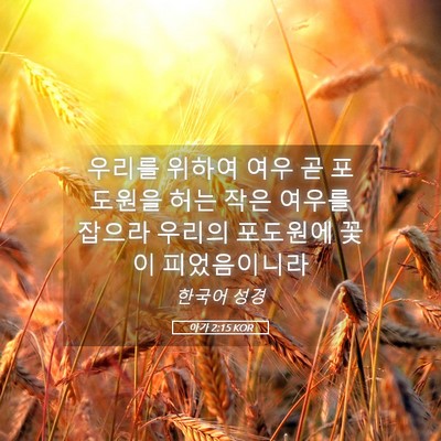 Picture 05 - 아가 2:15 KOR - 우리를 위하여 여우 곧 포도원을 - Bible Verse Picture