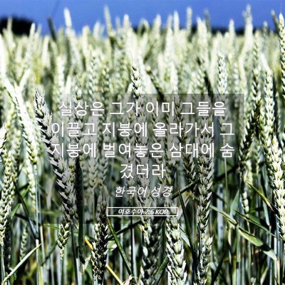 Picture 05 - 여호수아 2:6 KOR - 실상은 그가 이미 그들을 이끌고 - Bible Verse Picture