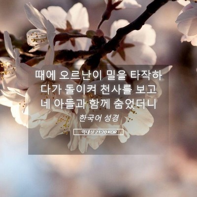 Picture 05 - 역대상 21:20 KOR - 때에 오르난이 밀을 타작하다가 - Bible Verse Picture