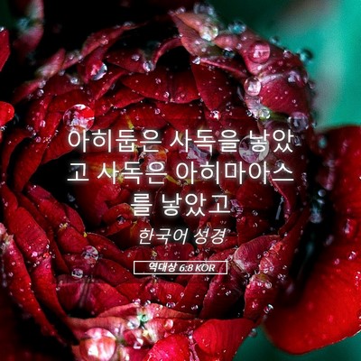 Picture 05 - 역대상 6:8 KOR - 아히둡은 사독을 낳았고 사독은 - Bible Verse Picture