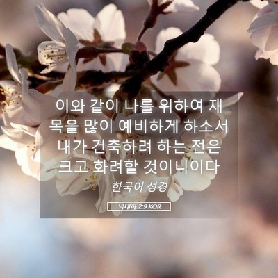 Picture 05 - 역대하 2:9 KOR - 이와 같이 나를 위하여 재목을 많이 - Bible Verse Picture