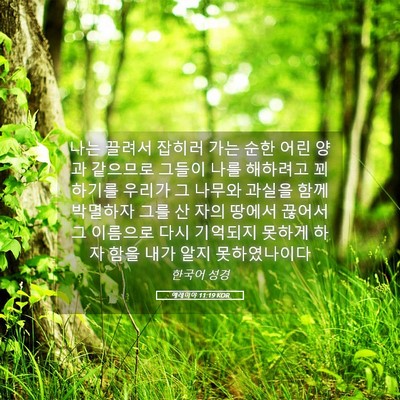 Picture 05 - 예레미야 11:19 KOR - 나는 끌려서 잡히러 가는 순한 어린 - Bible Verse Picture