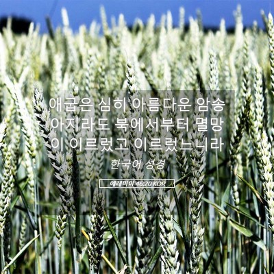 Picture 05 - 예레미야 46:20 KOR - 애굽은 심히 아름다운 암송아지라도 - Bible Verse Picture