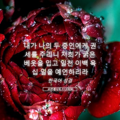Picture 05 - 요한계시록 11:3 KOR - 내가 나의 두 증인에게 권세를 - Bible Verse Picture