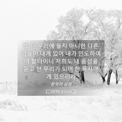 Picture 05 - 요한복음 10:16 KOR - 또 이 우리에 들지 아니한 다른 - Bible Verse Picture