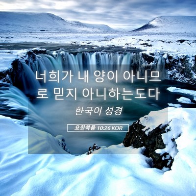Picture 05 - 요한복음 10:26 KOR - 너희가 내 양이 아니므로 믿지 - Bible Verse Picture