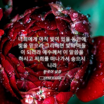 Picture 05 - 요한복음 12:36 KOR - 너희에게 아직 빛이 있을 동안에 - Bible Verse Picture