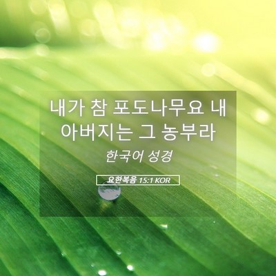 Picture 05 - 요한복음 15:1 KOR - 내가 참 포도나무요 내 아버지는 그 - Bible Verse Picture