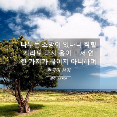 Picture 05 - 욥기 14:7 KOR - 나무는 소망이 있나니 찍힐지라도 - Bible Verse Picture
