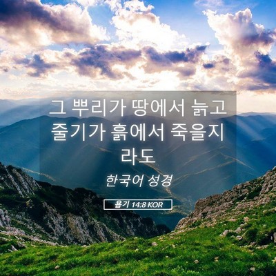 Picture 05 - 욥기 14:8 KOR - 그 뿌리가 땅에서 늙고 줄기가 - Bible Verse Picture