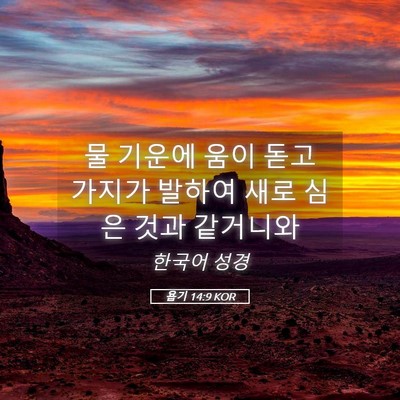 Picture 05 - 욥기 14:9 KOR - 물 기운에 움이 돋고 가지가 발하여 - Bible Verse Picture