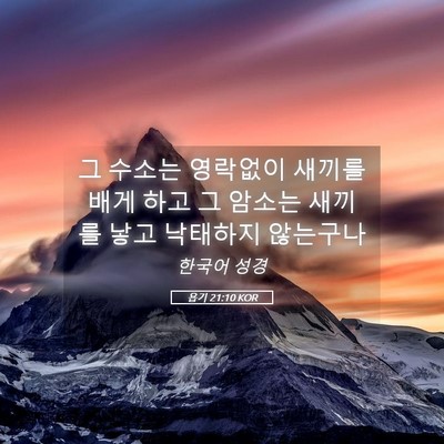 Picture 05 - 욥기 21:10 KOR - 그 수소는 영락없이 새끼를 배게 - Bible Verse Picture