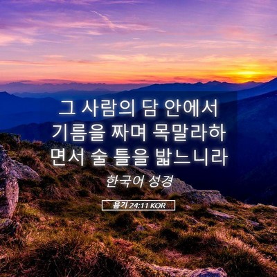 Picture 05 - 욥기 24:11 KOR - 그 사람의 담 안에서 기름을 짜며 - Bible Verse Picture